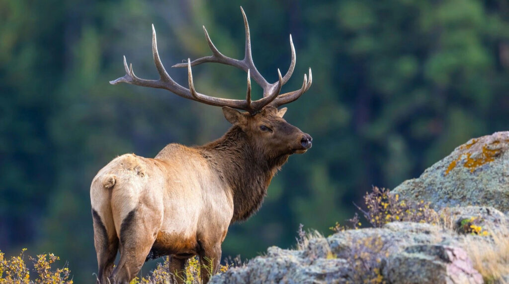 Williams Lake First Nations condones illegal elk harvesting, implenting new measures to find poachers