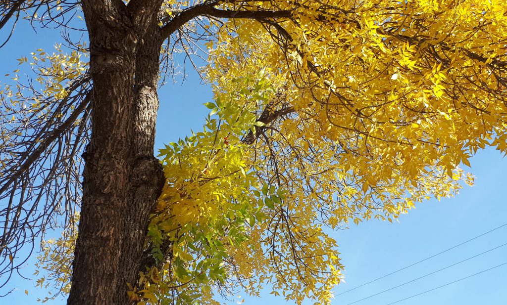 Fall was warmer & dryer than normal for the Cariboo