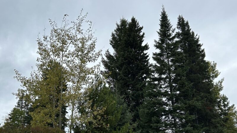 Fairly regular fall expected for Prince George area