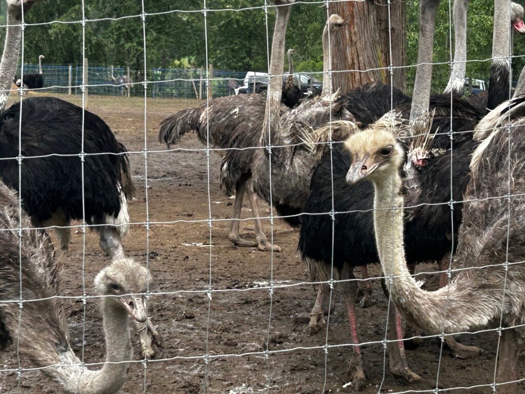 Universal Ostrich farm penalized for failing to report avian flu