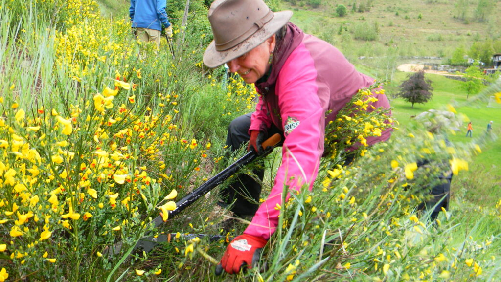 Slash scotch broom, earn cash