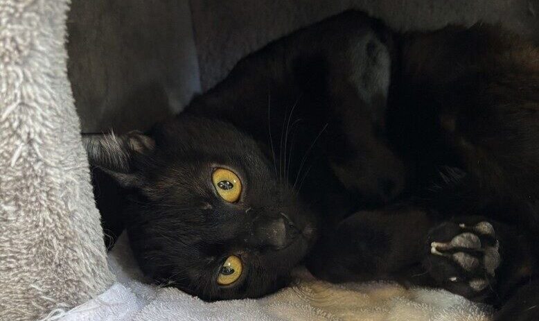 Looking for a mouser? SPCA has the cat for you!