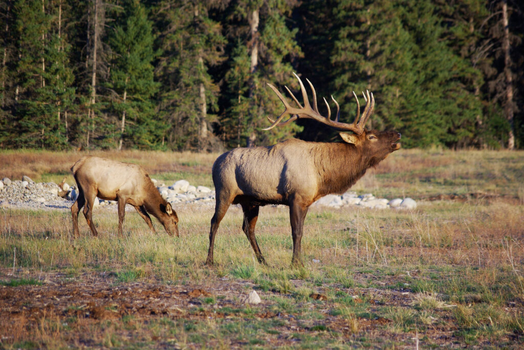 Watch out, Elk about