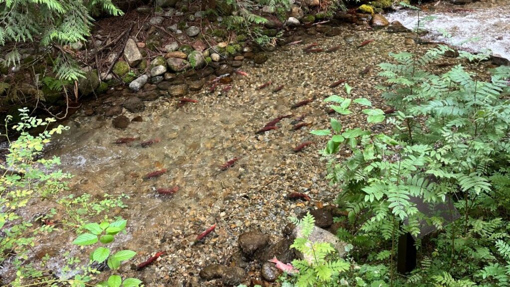 Interview – Biologist Joanne Siderius talks Kokanee Salmon