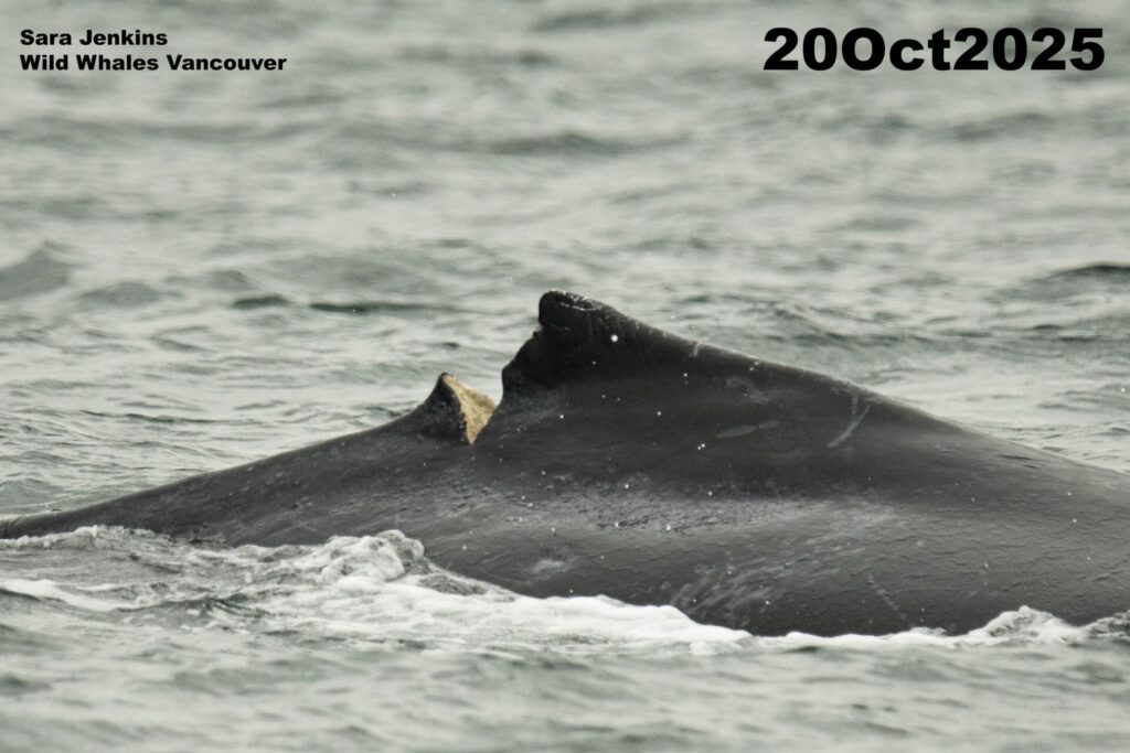Whale watching boat may have identified humpback injured by Hullo Ferry 