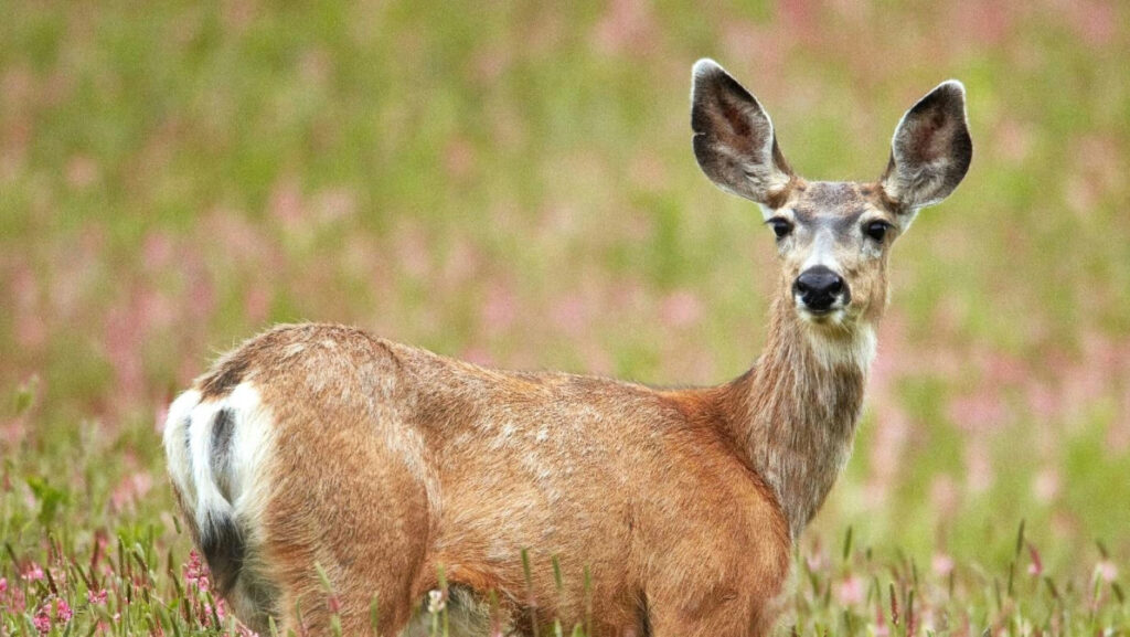 New case of chronic wasting disease confirmed as ninth case in BC