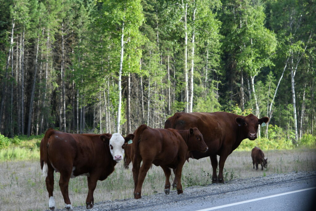 Cattle investigation underway in Quesnel
