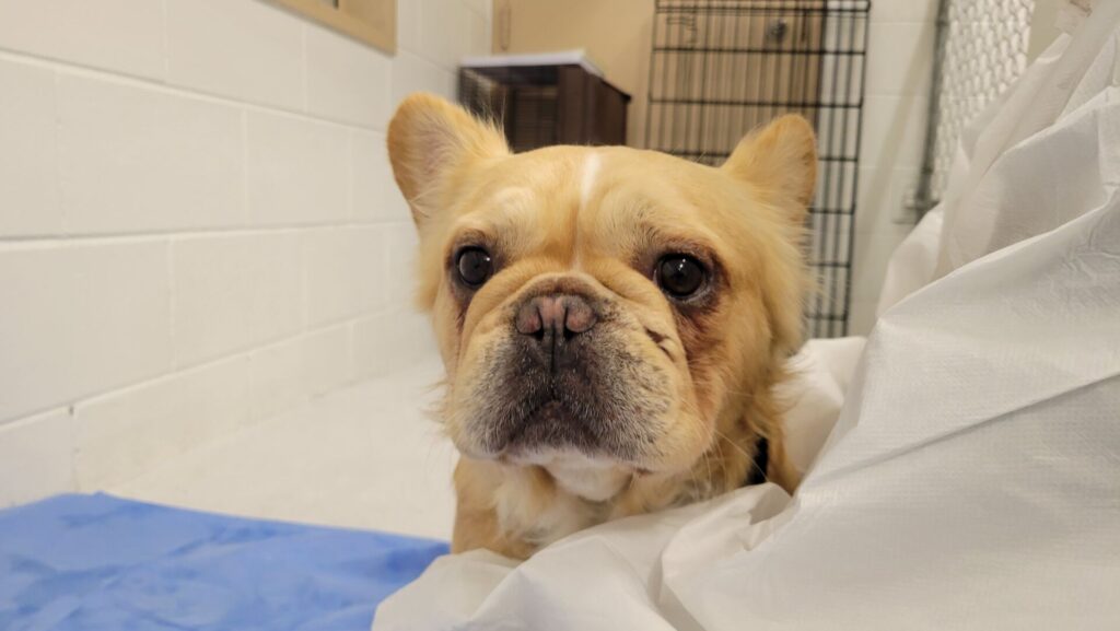 28 animals removed from West Kootenay property amid cruelty investigation