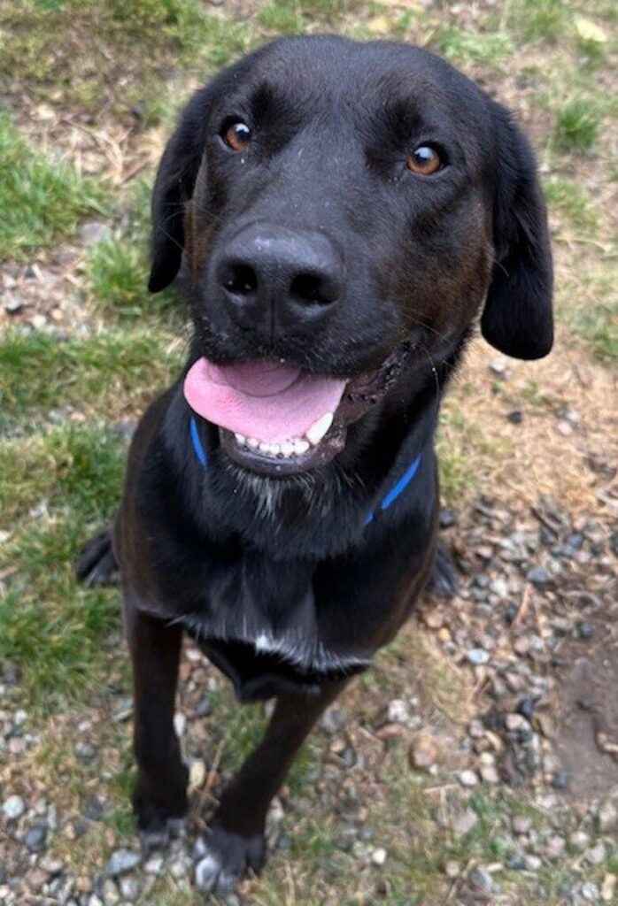 Goose might just be the most adorable Pet of the Week ever!