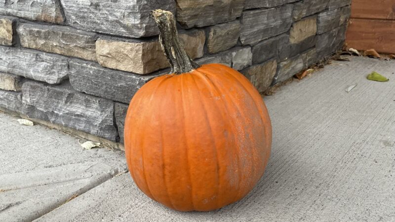 Don’t trick or treat the bears ahead of Halloween