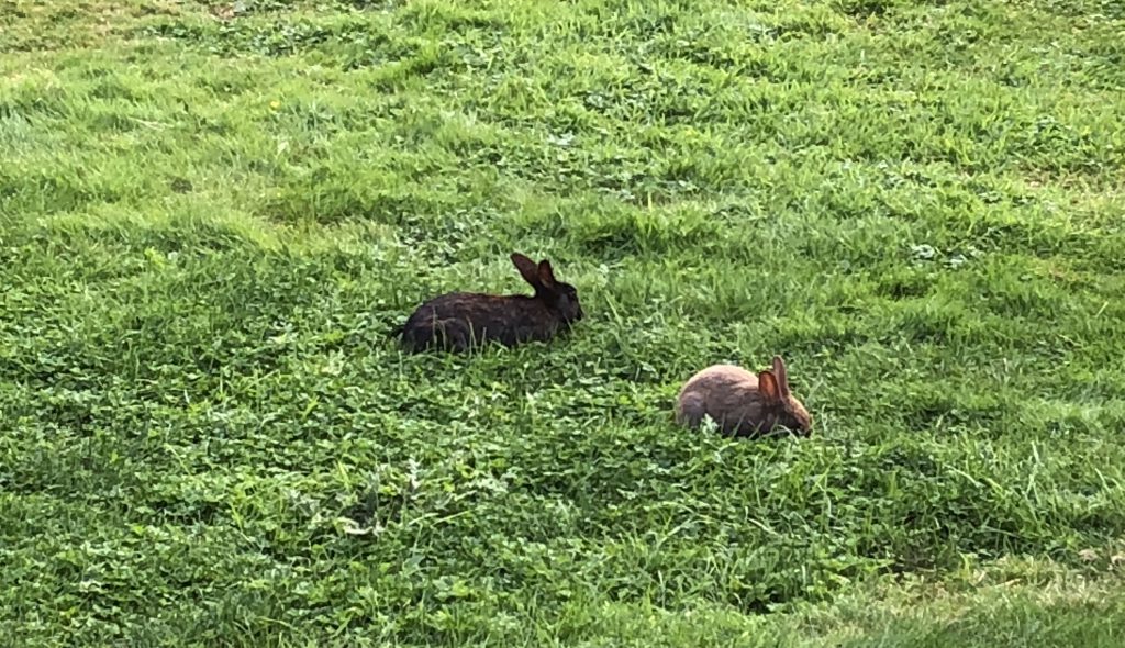 Province issues warning after several dead rabbits in Cedar with suspected rabbit hemorrhagic disease