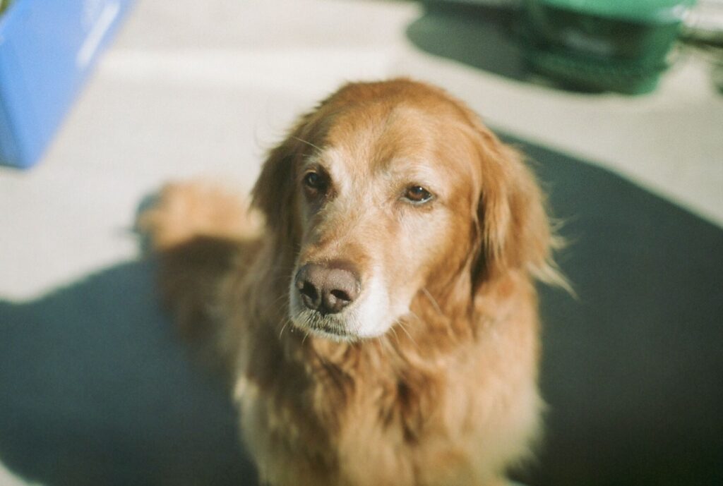 Duncan dog licensing fees to remain status quo, city to offer discounted incentives for future renewals 