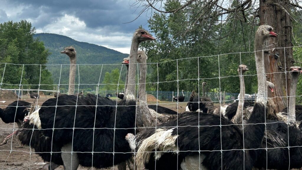 CFIA says no birds killed at ostrich farm under stay order