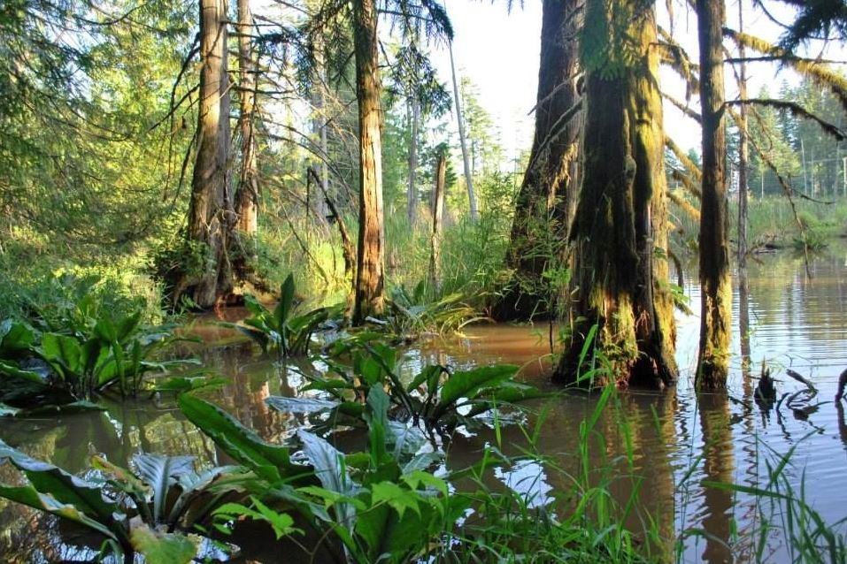 Comox hosting virtual open house on urban forest management