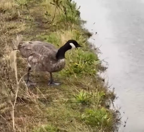 MARS Wildlife Rescue Centre warning bird flu may be back in the Comox Valley