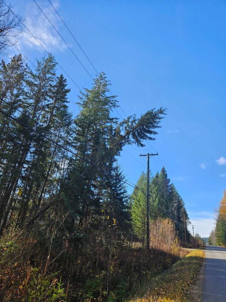 Fallen trees cut power on Sales Road West