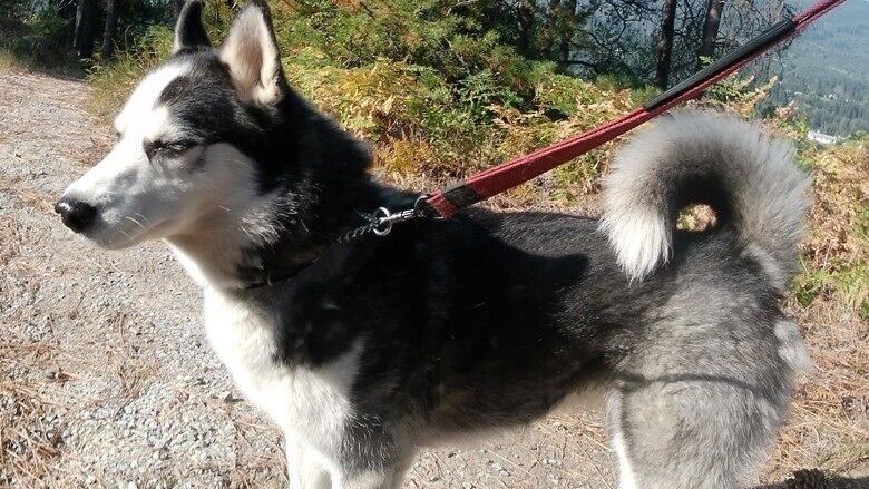 Husky looking for new fuurever friend