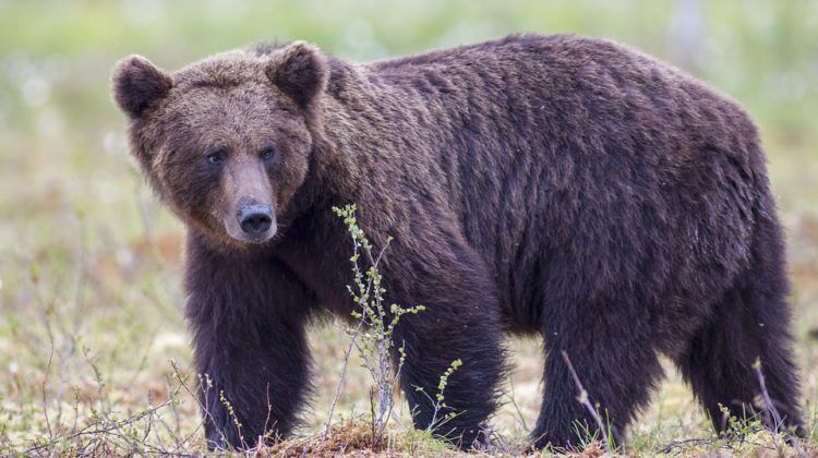 Bear safety tips with WildSafeBC