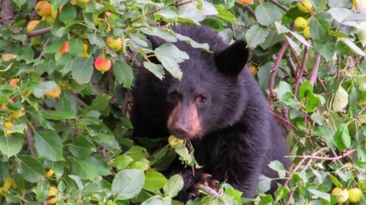 Be bear aware in Elkford