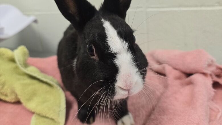 How about a hoppy friend from the SPCA?