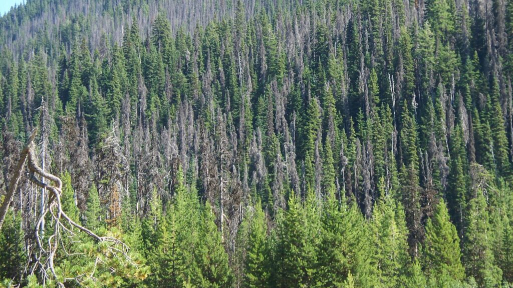 Mid-Island residents invited to share input on forest stewardship