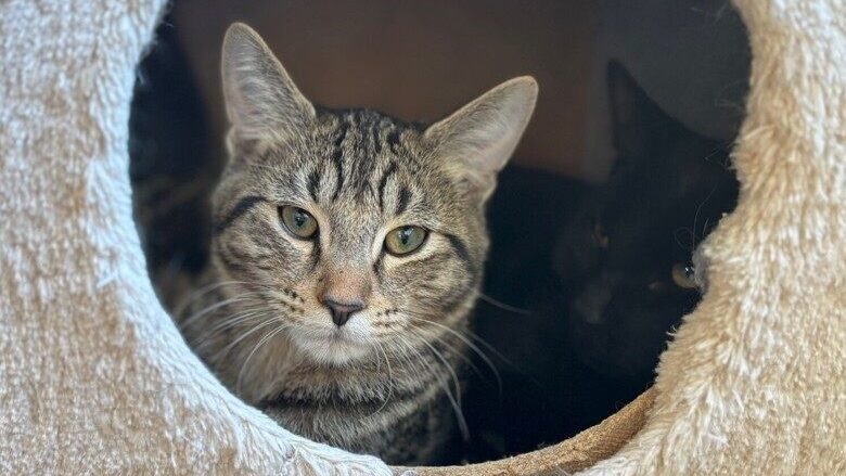 Kitten at the BC SPCA could be your new best friend!