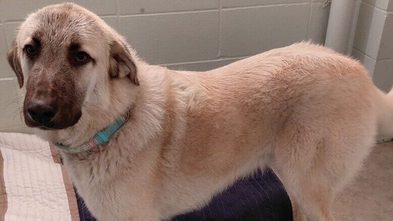 Kangal mix dog could be your new best friend