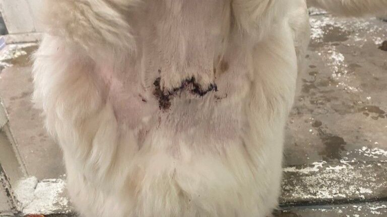 SPCA seeking charges after finding dog in northern BC with severe injury