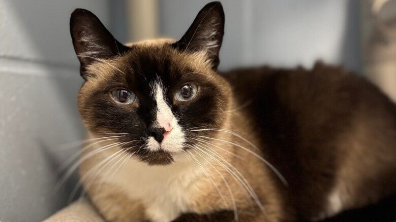 Long term SPCA resident searching for forever home