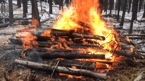 Fuel management project coming to community forest