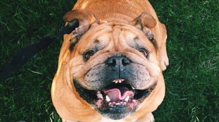 2026 dog licences now being offered to CVRD pet owners