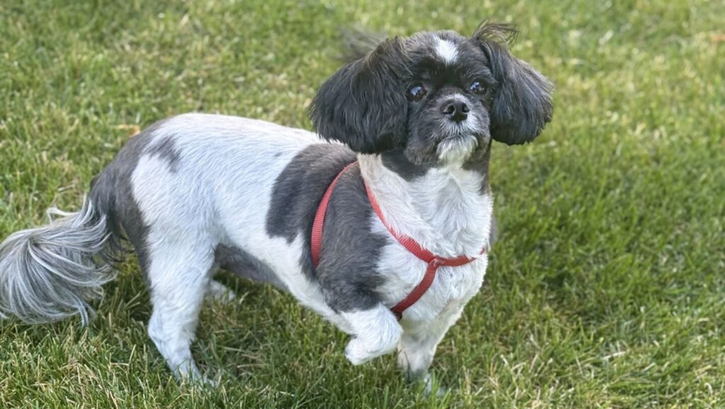 Dog Park open house coming up in Elkford