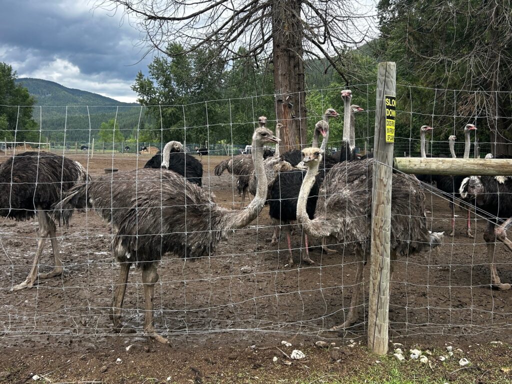 Supreme Court rejects hearing Edgewood ostrich case