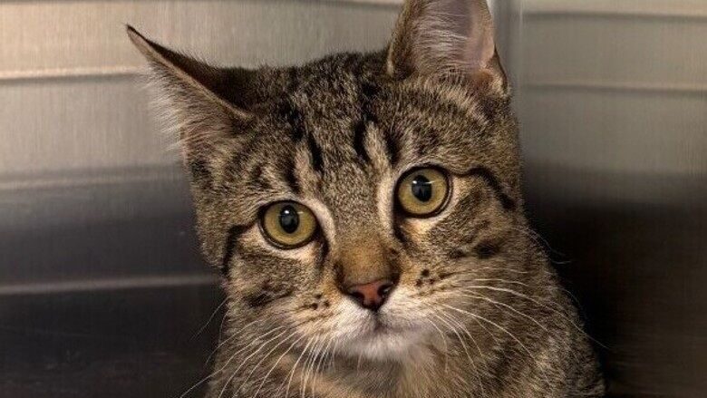 Windsor and Hamilton, two kittens ready for a forever home