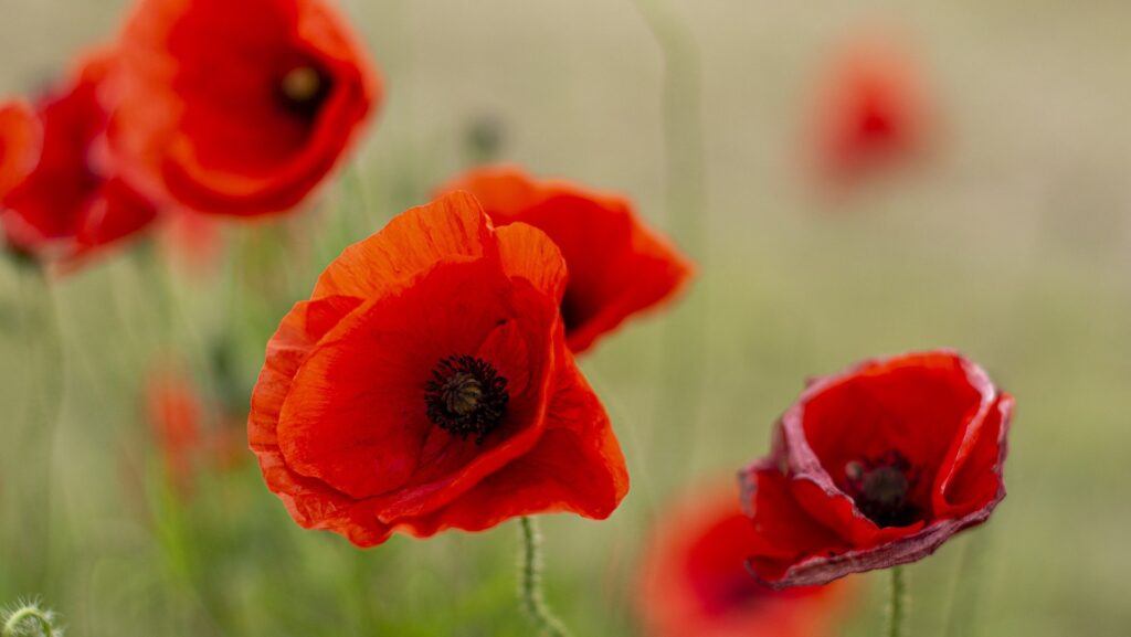 Lest We Forget, Eighty years of remembering