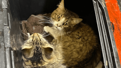 Investigation underway after cats left in containers outside Sechelt SPCA