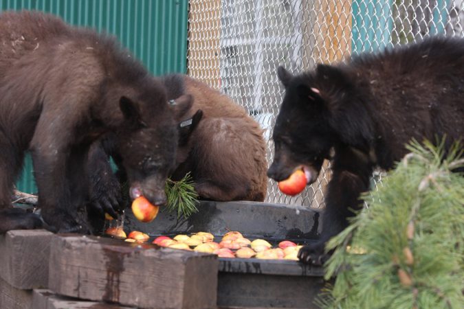 Bear cub that sustained burns near Dawson Creek expected to make full recovery