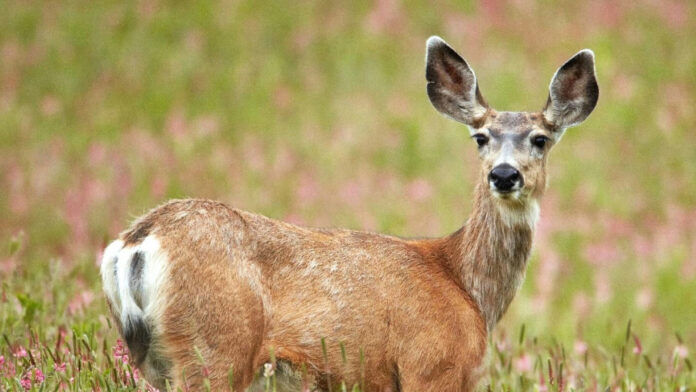 Okanagan deer tests negative for CWD