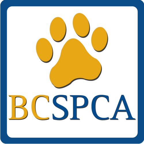 SPCA officials explain why they’re pulling the plug on kenneling services in Quesnel 