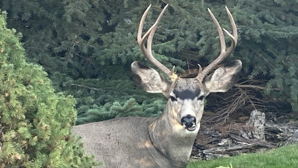 Deer hunt planned near Cranbrook to monitor for disease