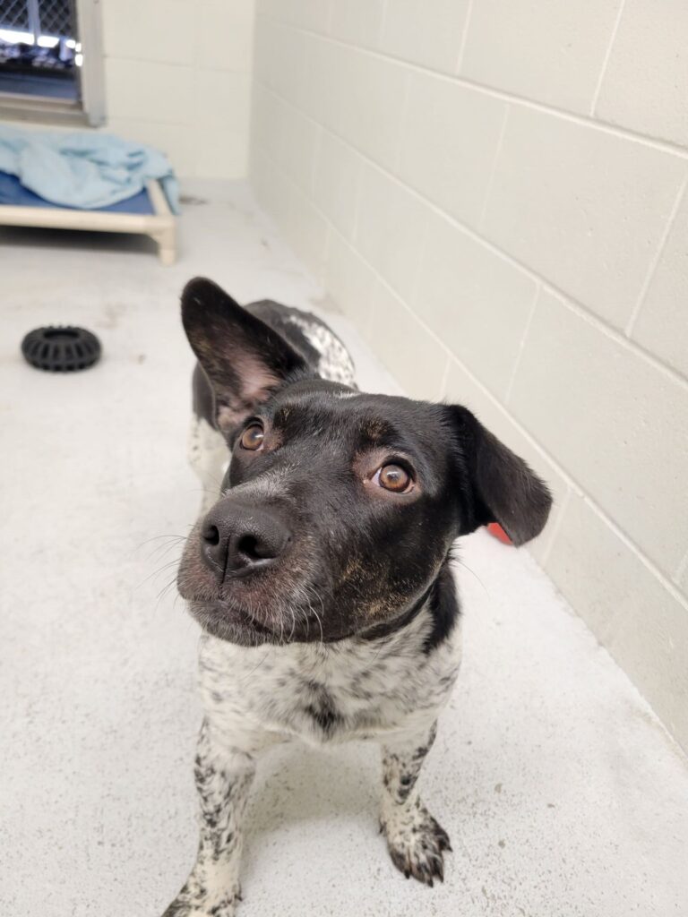 Seized West Kootenay dogs start to move into foster homes