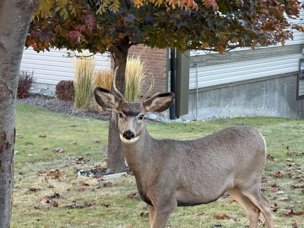 Two new cases of chronic wasting disease confirmed in Kootenays