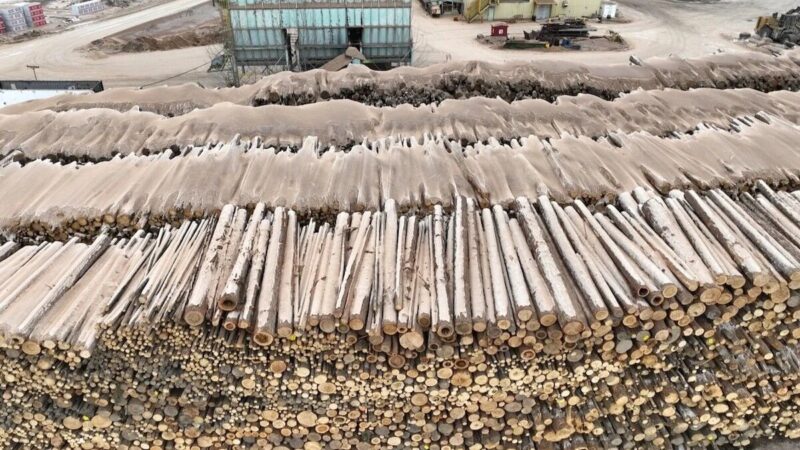 Conservation North wanting old growth logging to end in central BC