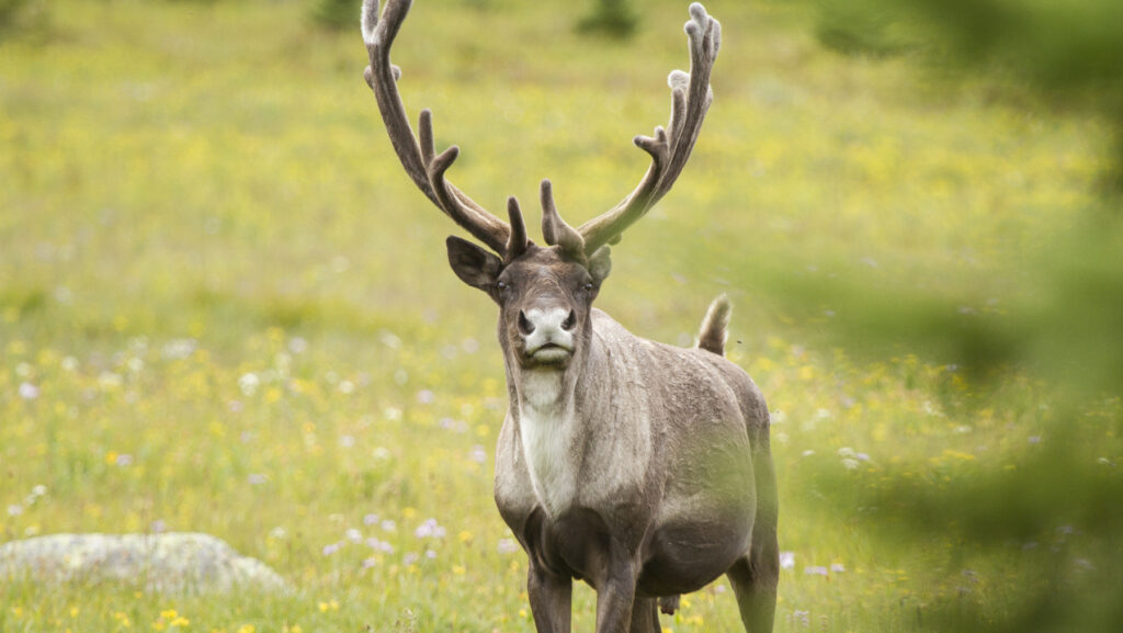 Central Selkirk predator removals reach 12 in 2024-25