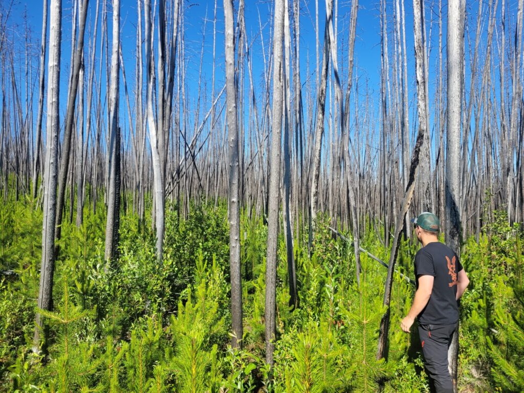 Palmer Project focused on treating extensive burned lodgepole pine stands in the Chilcotin
