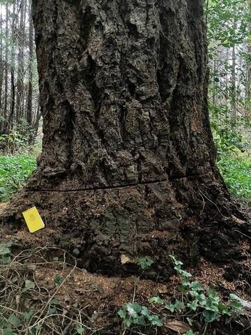 Powell River RCMP investigating after fir trees found damaged in Townsite