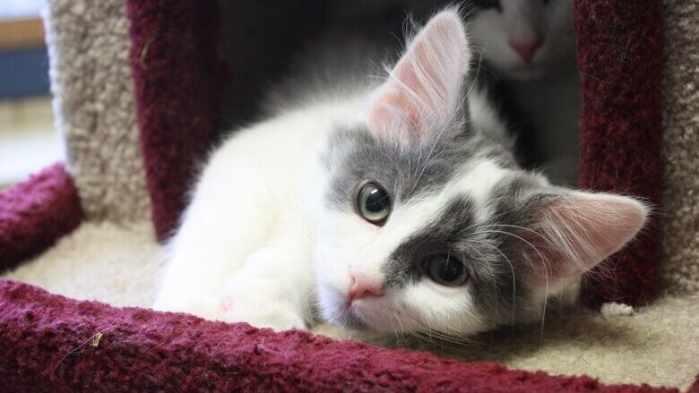 This cat could be the answer to all your Christmas wishes