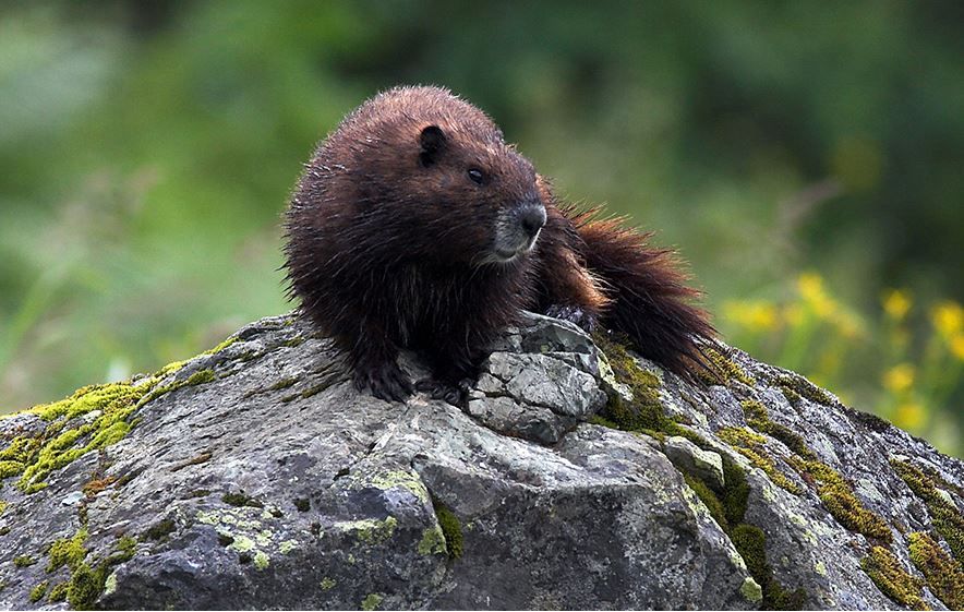 Endangered Vancouver Island marmot population reaches new high