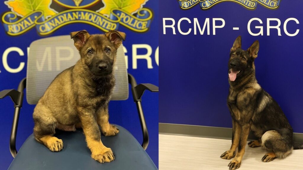 North Cowichan/Duncan RCMP welcome new member to the force 
