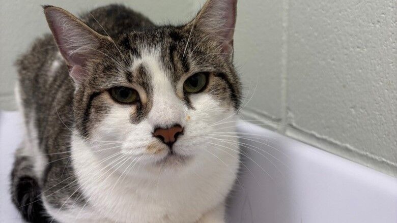 Abandoned cats wishing for a warm home this Christmas